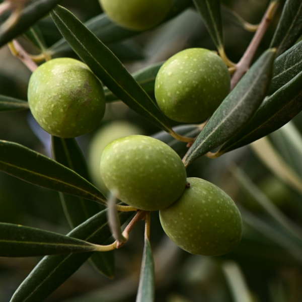 Vitamin E, Squalene & Rosemary Leaf Extract