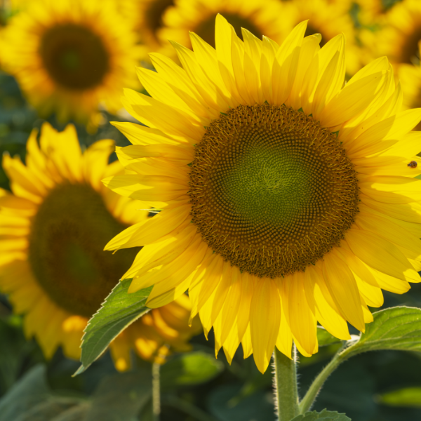 Sunflower & Olive Oil