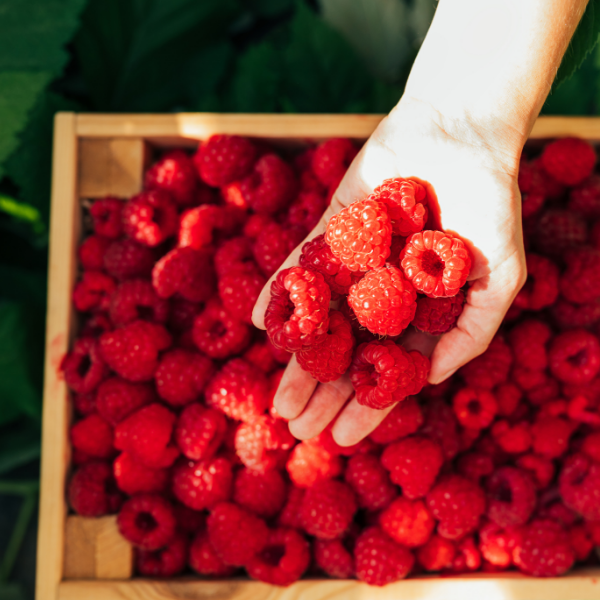 Raspberry seed oil